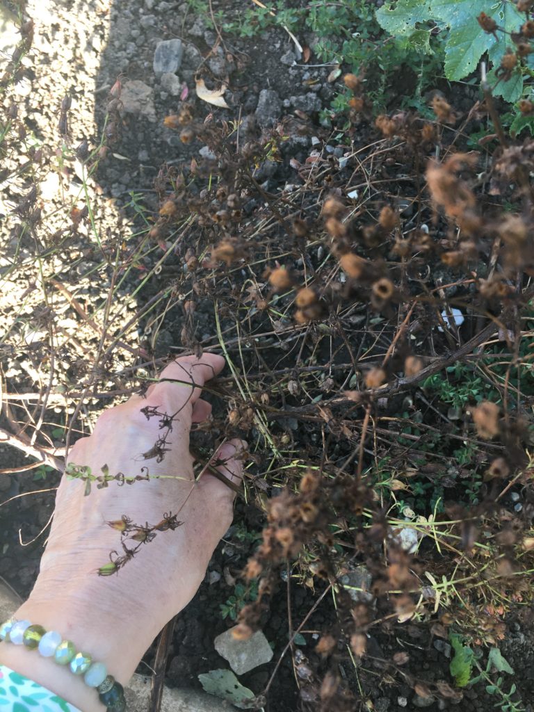 Elagage du millepertuis: couper les branches sèches