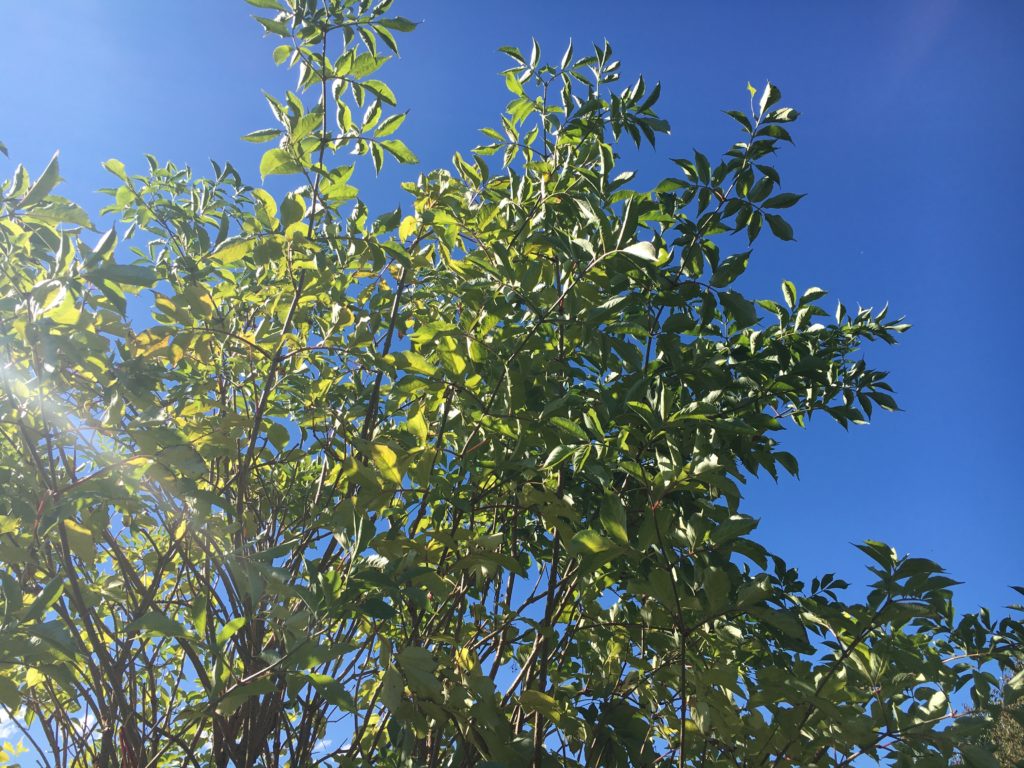 Le sureau noir tend ses branches vers le soleil et vers la pleine lune à venir