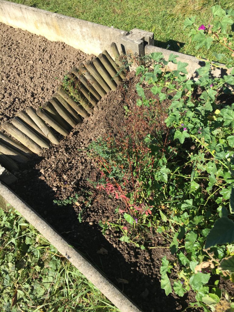 Les feuilles de quelques millepertuis sont encore vertes. Pour les autres, je laisse la sève retourner dans les racines et dans la terre