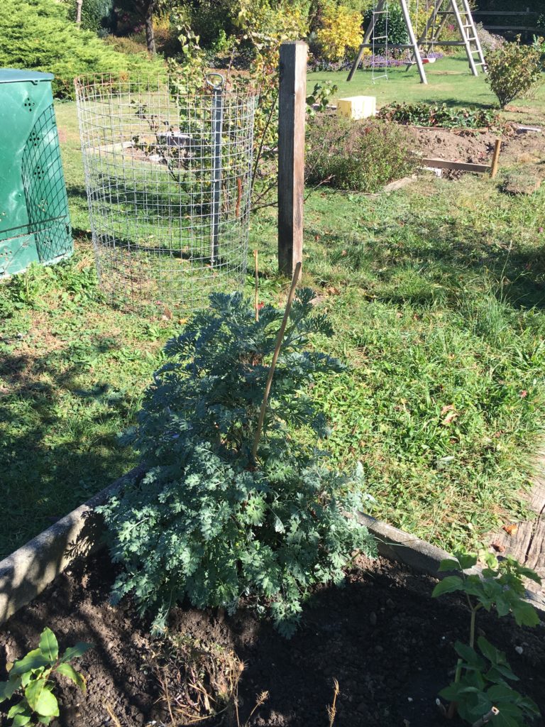 Après une récolte, je laisse l'absinthe protectrice au jardin