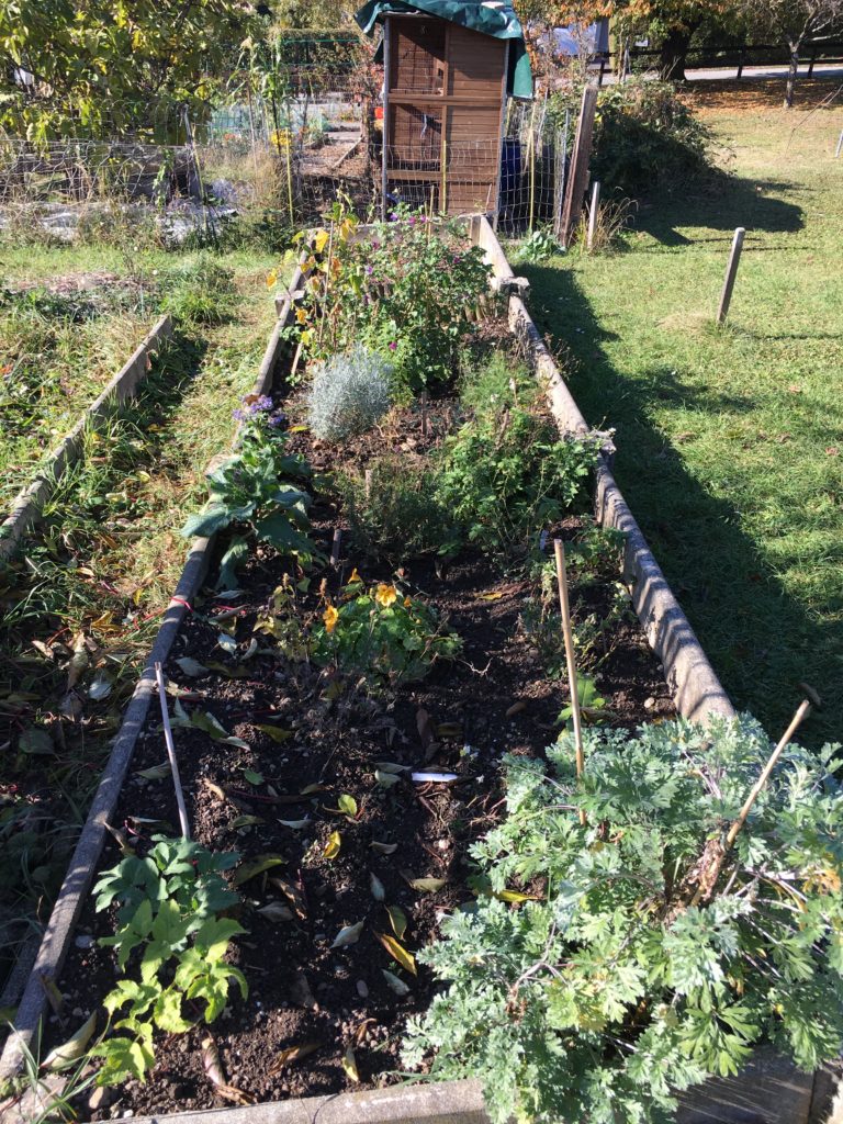 La même vue du jardin au fil des semaines