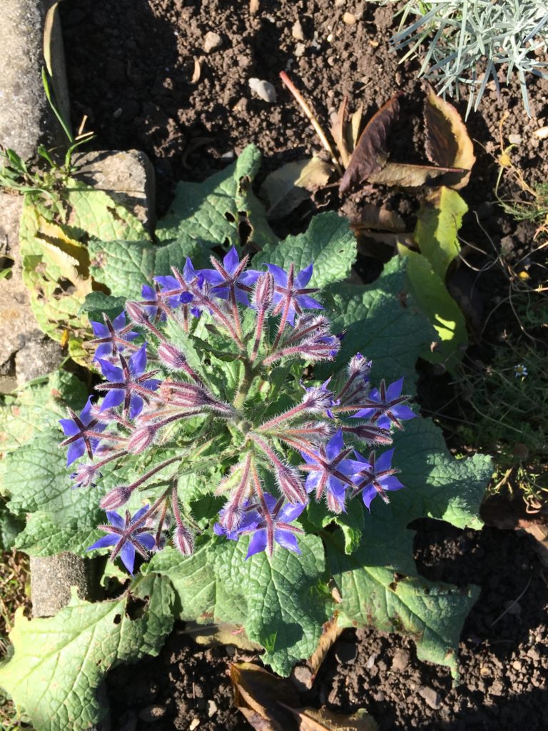 La bourrache a refleuri