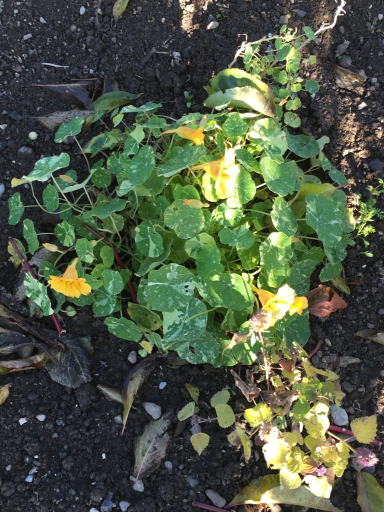Les capucines sourient sous le soleil