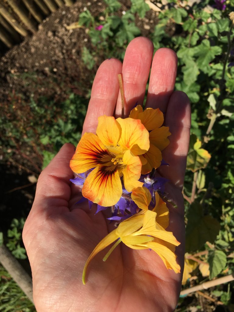Fleurs de capucines et de bourrache