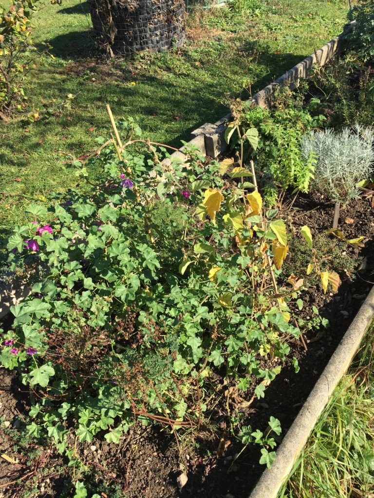 Le jardin dans sa pleine maturité