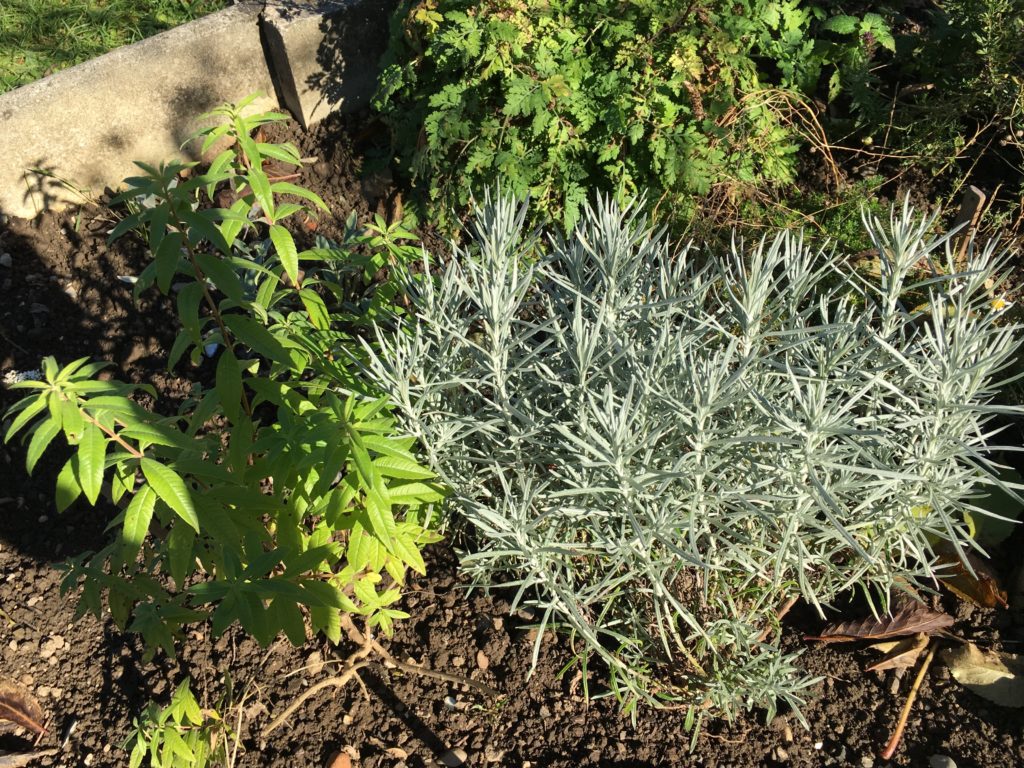 La verveine citronnée et l'hélichryse italienne : une histoire qui dure