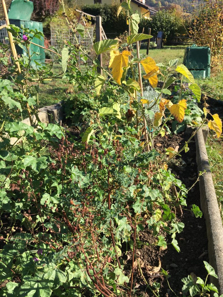 Certaines plantes, comme la guimauve, commencent à se faner