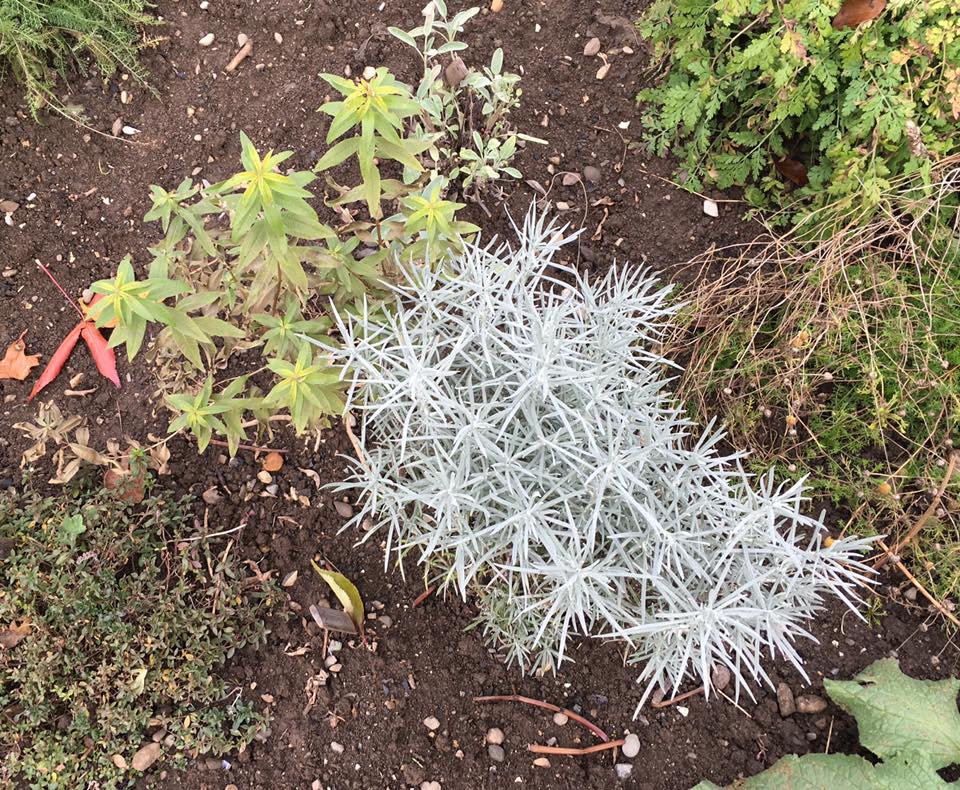 L'hélichryse et la verveine citronnée: les inséparables du jardin