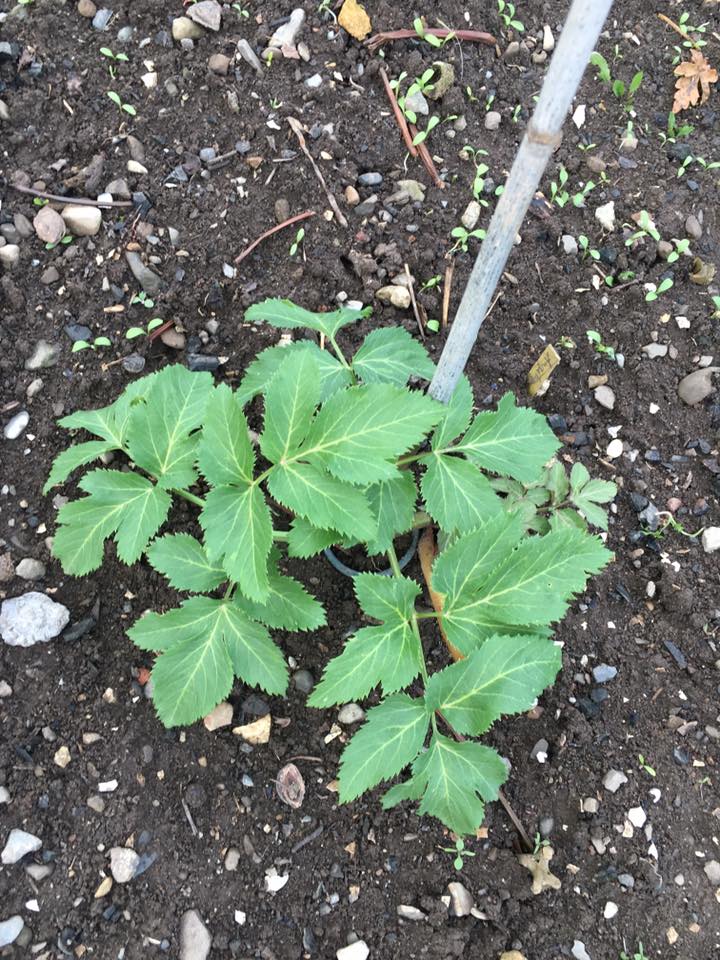 L'angélique plus belle et plus présente que jamais, une plante magnifique pour accompagner l'ancrage