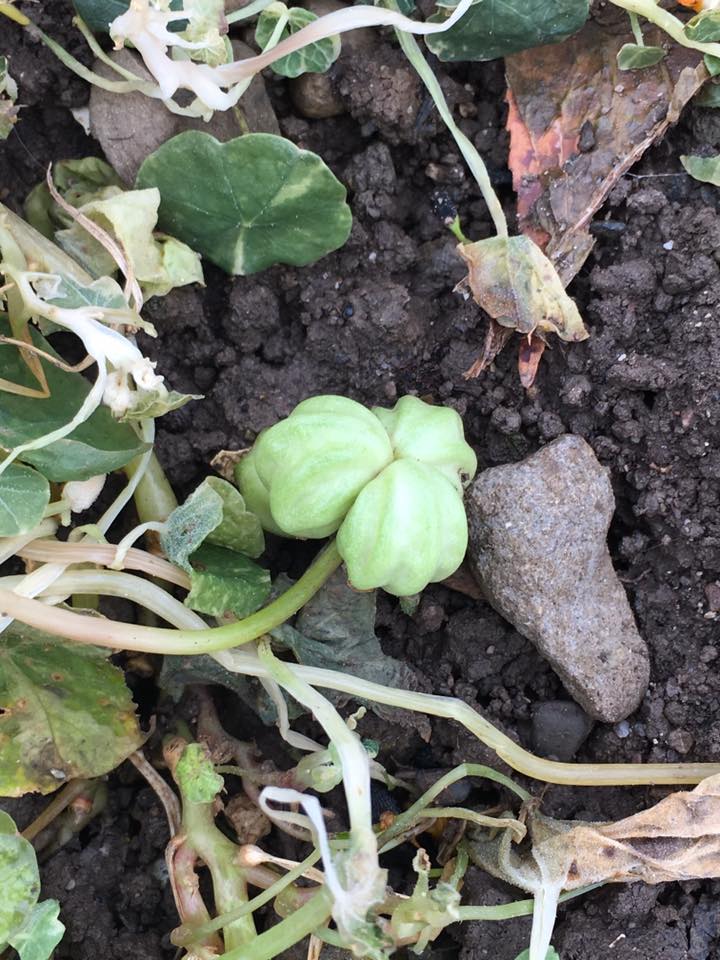 Fruits de capucine contenant les graines à sécher et à re-semer l'an prochain