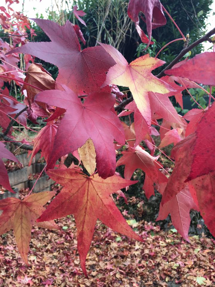 La nature dans son feu d'automne