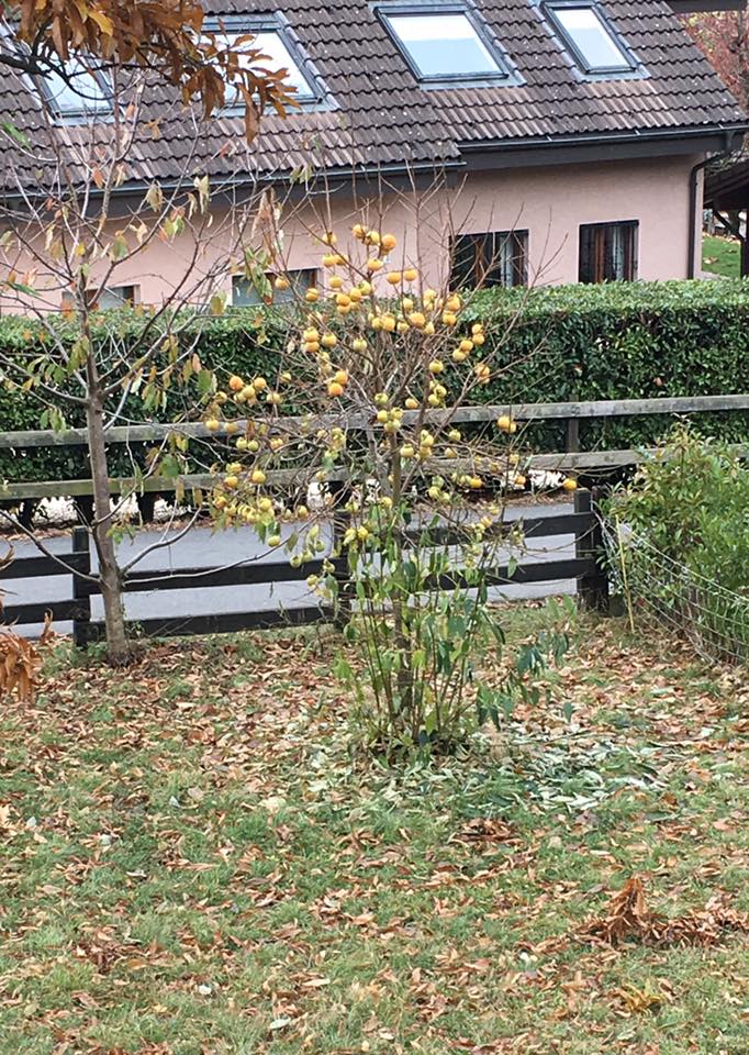 L'arbre à kakis qui ploie sous ses fruits