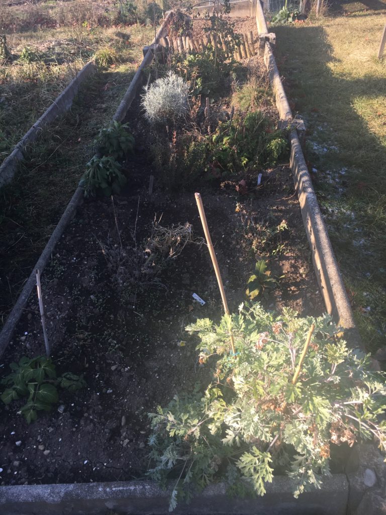 L'accueil du jardin et plein soleil sur l'absinthe