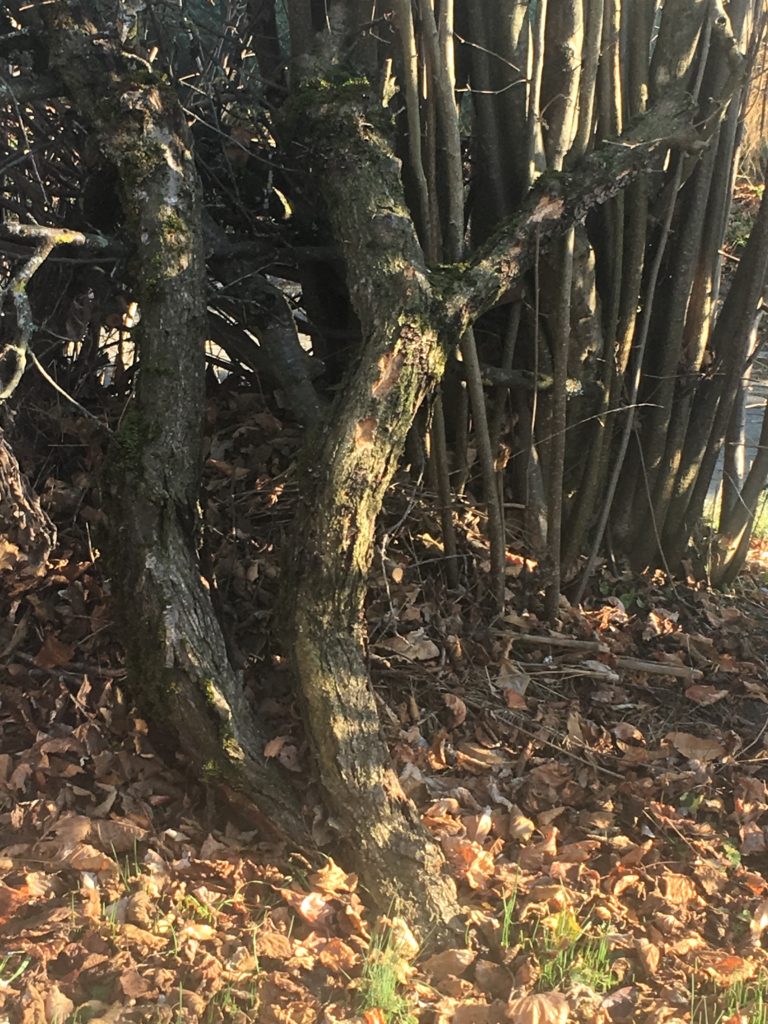 Ramasser les feuilles tombées au jardin