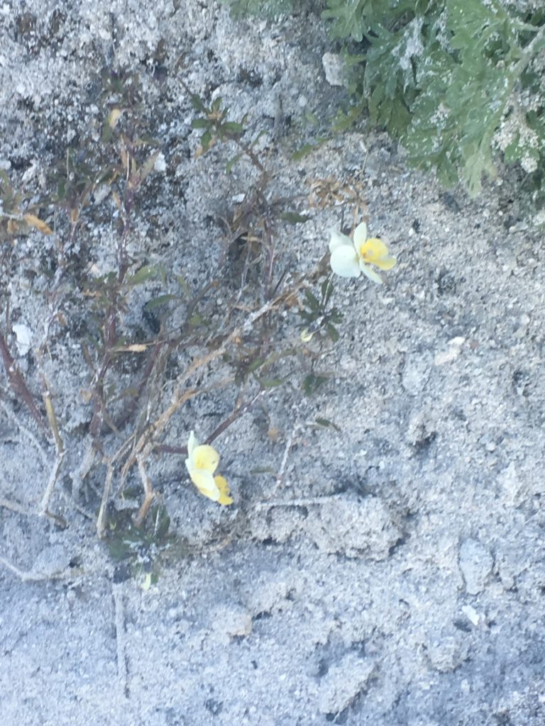 La pensée sauvage fleurit encore. Lui offrir un lit de cendres pour la protéger encore