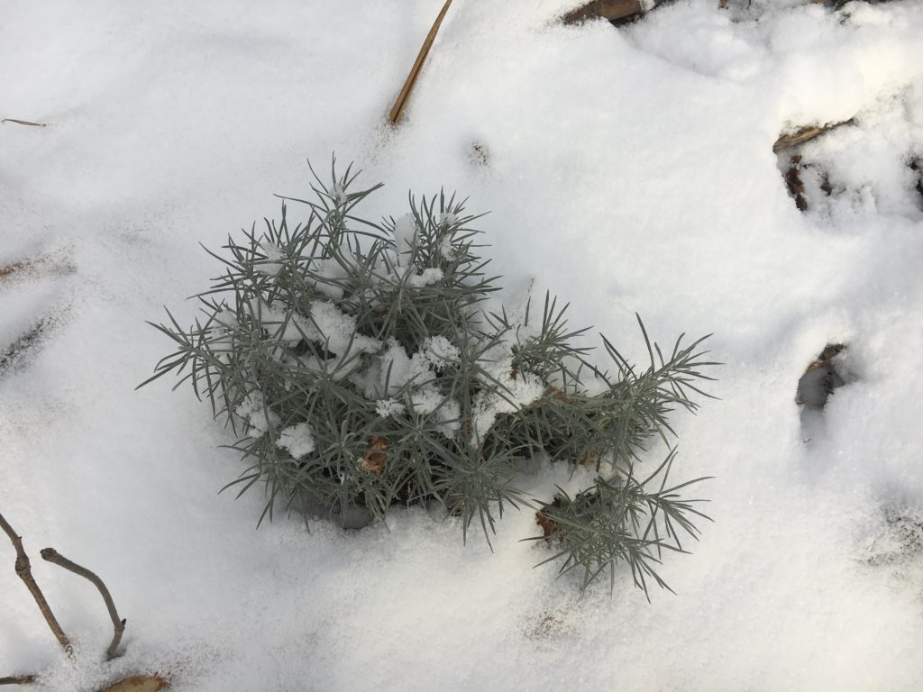 L'immortelle qui porte si bien son nom me sourit, fière gardienne du jardin