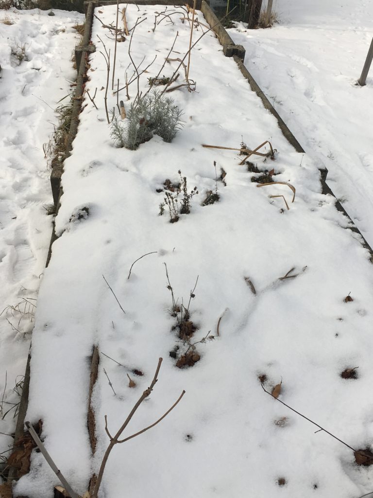 Toutes ces pousses et branches, comme des lumières d'Imbolc plantées dans la terre - des promesses pour tous les verts à venir